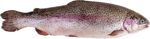 

Форель Радужная живая, весовая