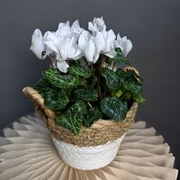 Изображение 6