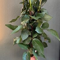 Изображение 2