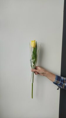 Жёлтый махровый тюльпан в упаковке