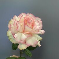 Изображение 3