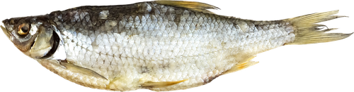 

Вобла вяленая Фландерр весовая