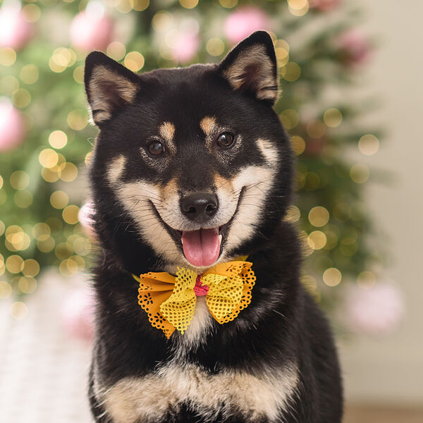 Галстук-бант ажурный для собак и кошек, 9х8 см, желтый