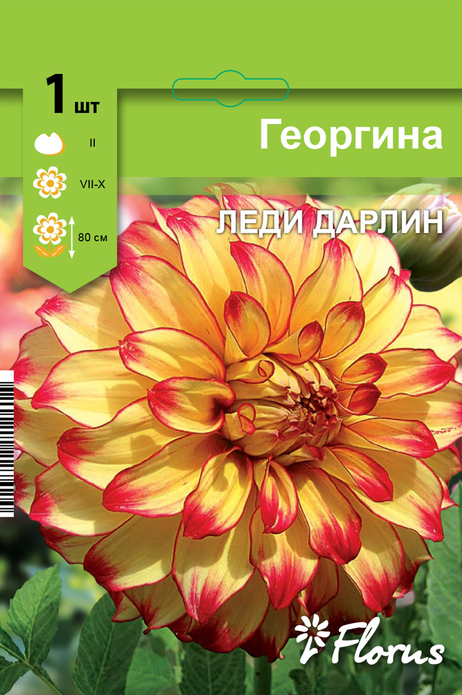 

Корневище НК.ЛТД Георгина Леди Дарлин, Арт. 122742