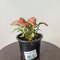 Изображение 3