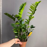 Изображение 4