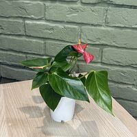 Изображение 4