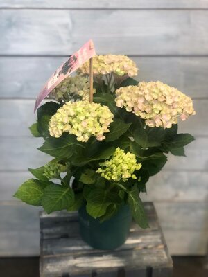 Нежная розовая Гортензия (45 см)