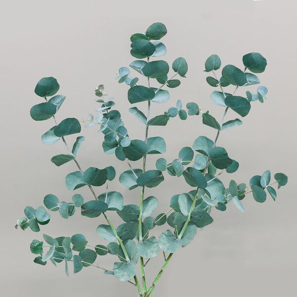 3 ветки эвкалипта