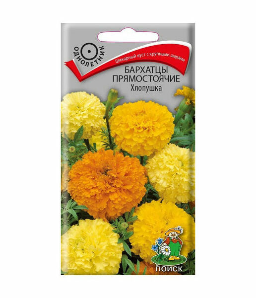 Бархатцы прямостоячие Хлопушка Поиск