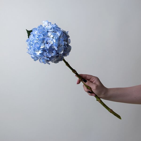 Букет цветов из Гортензия 