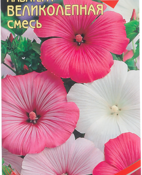 Семена Лаватера Великолепная