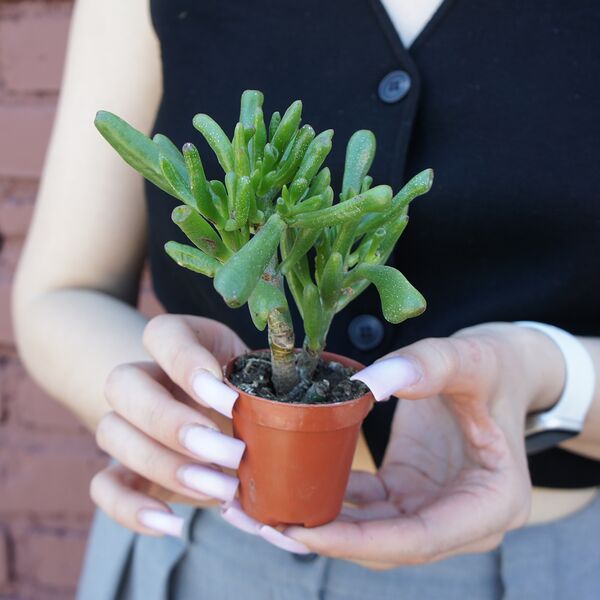 Крассула №1