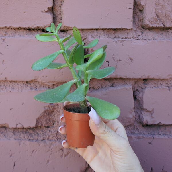 Крассула №2