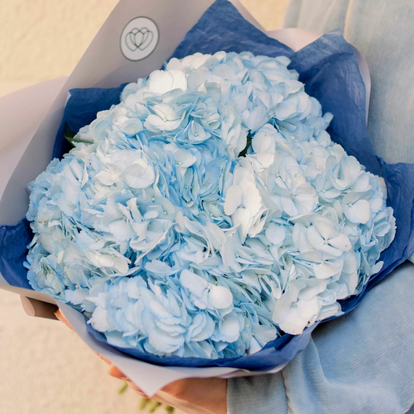Букет из 5 голубых гортензий в белой пленке