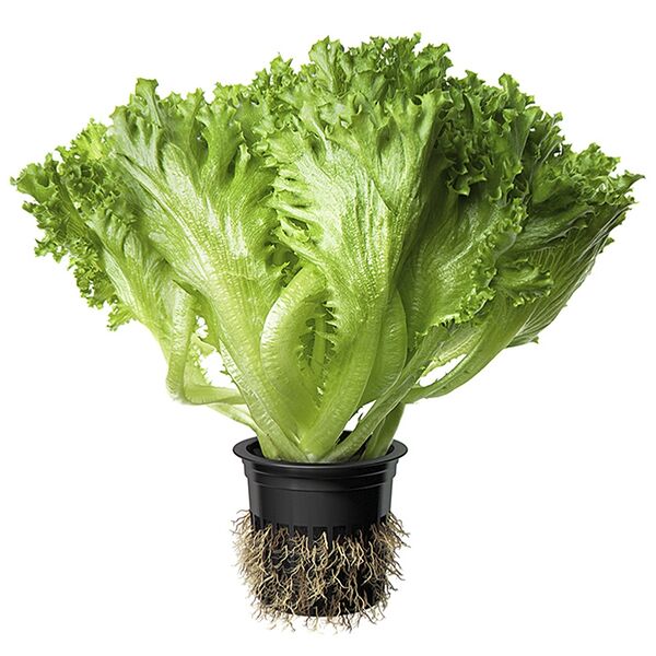 Салат Выборжец Фриллис хрустящий в горшочке