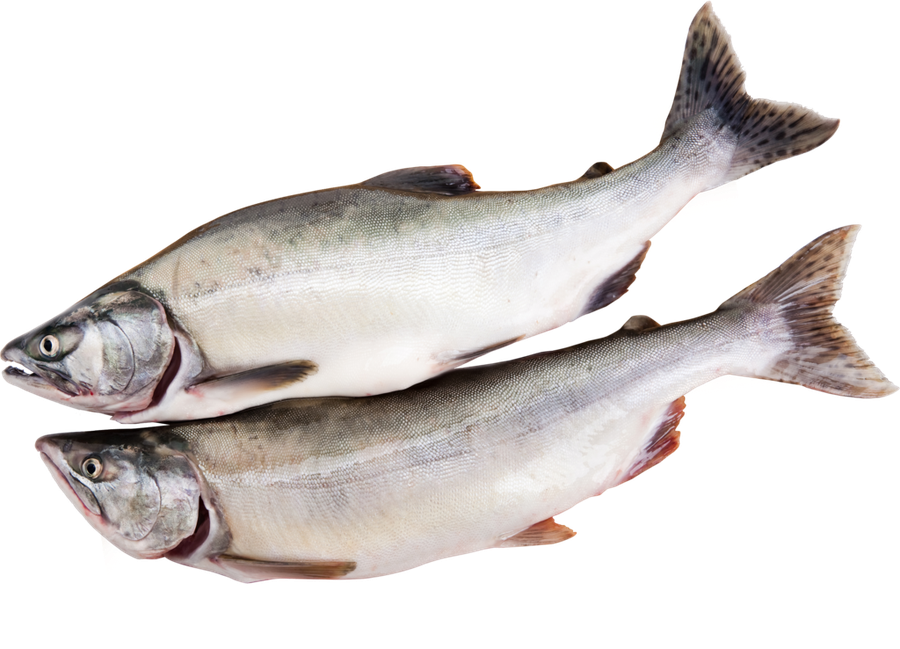 

Горбуша потрошенная (из мороженого сырья) полуфабрикат Лента Fresh вес