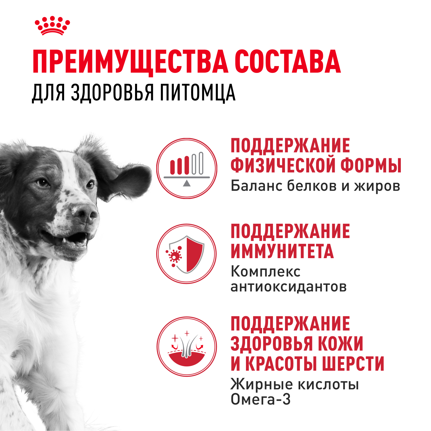 

Корм сухой Royal Canin Medium Adult для взрослых собак средних размеров от 12 месяцев до 7 лет 3 кг