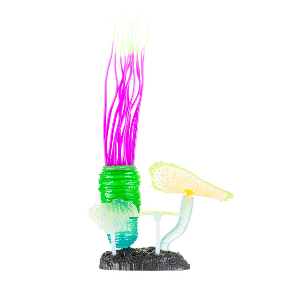 Анемон трубчатый 9,8x7,5x11см