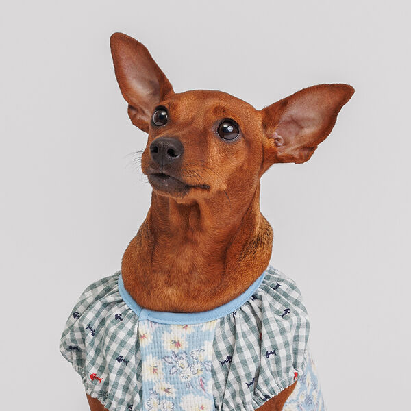 Футболка для собак, S, голубая с белыми цветочками