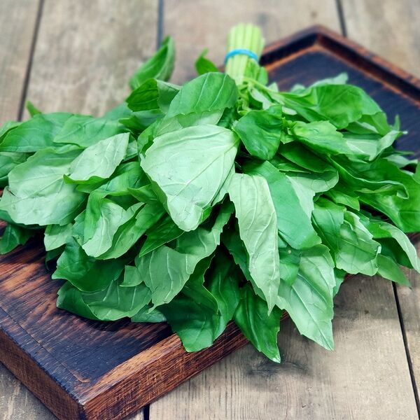 Базилик зеленый