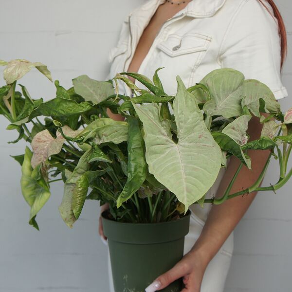 Сингониум Серый