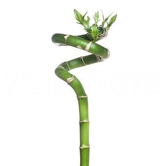 Бамбук Лаки спираль (D-5, Н-60)