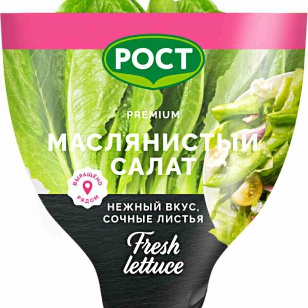 Салат латук маслянистый Рост зелёный в горшочке 250г