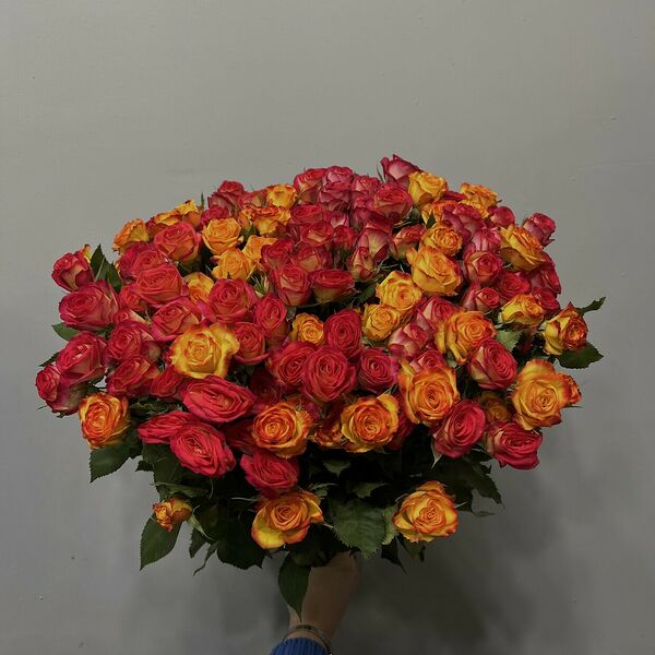 Роза кустовая