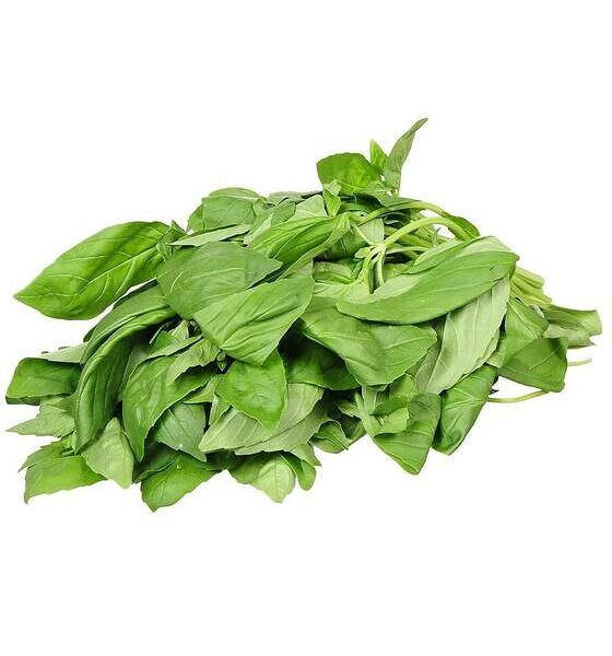 Базилик зелёный