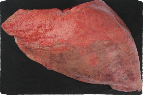 

Легкое говяжье ЛЕНТА FRESH, весовое