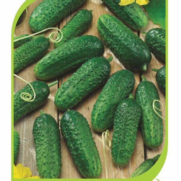 Семена огурец - герман семинис ТМ Гавриш
