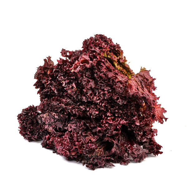 Салат Лолло Росса