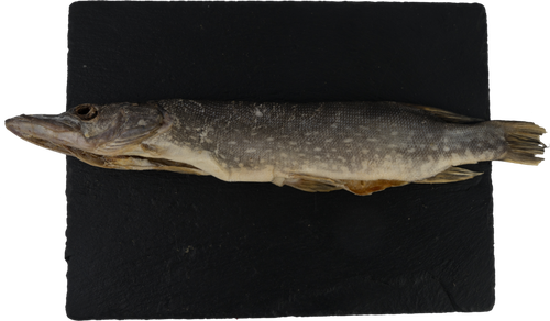 

Щука вяленая, весовая