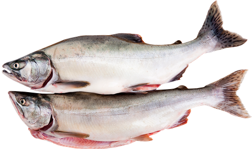 Горбуша потрошеная с головой мороженая ЛЕНТА FRESH до 2.0кг