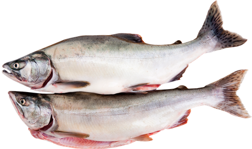 

Горбуша потрошенная Лента Fresh (из мороженого сырья) с головой полуфабрикат вес