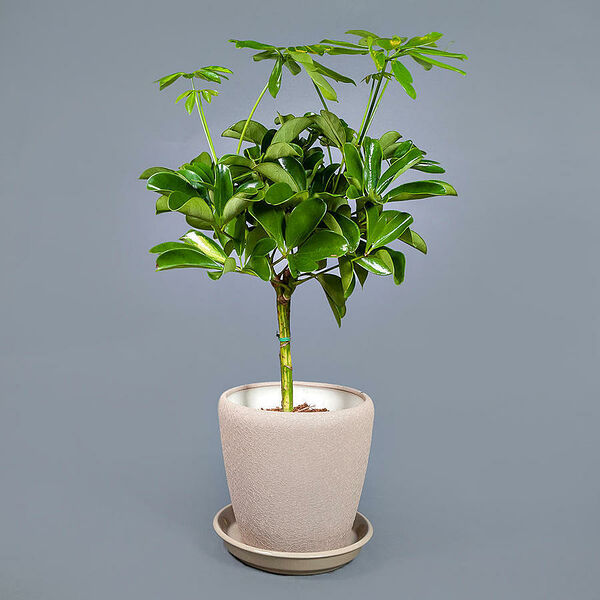 Шеффлера d13 c горшком, беж Ирис