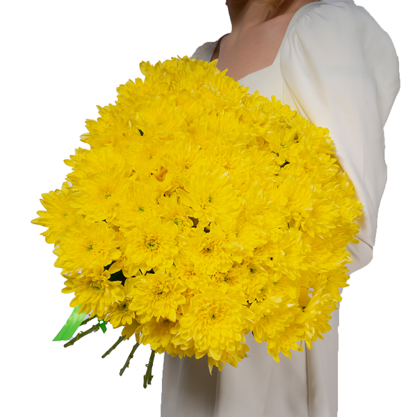 15 желтых хризантем