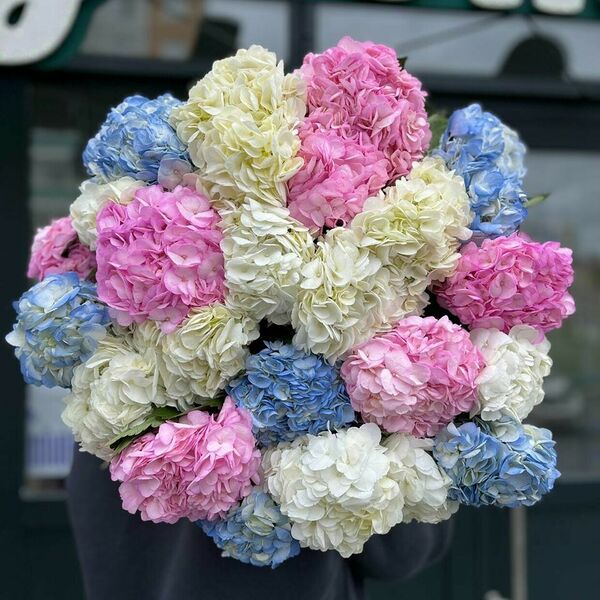 Моно букет из 25-ти гортензий