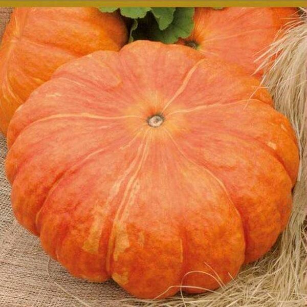 Семена Тыква Парижская 10 шт ТМ Поиск