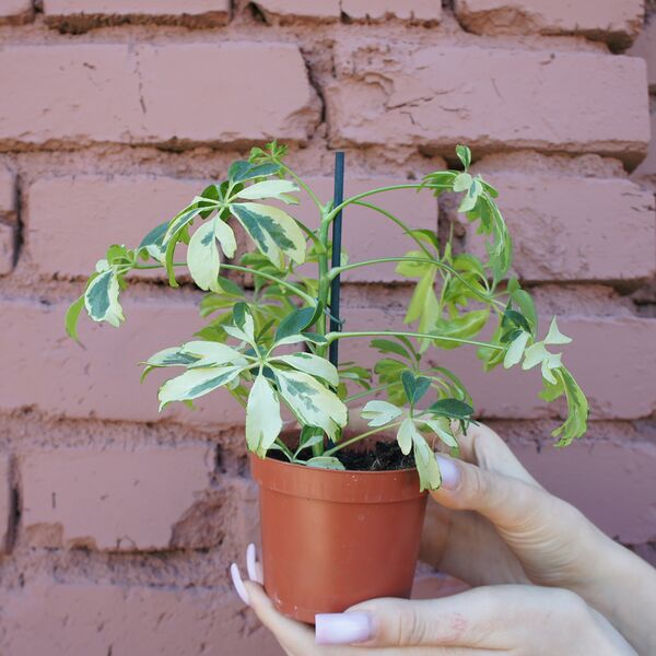 Шефлера Жанин