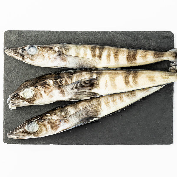 Ледяная рыба замороженная