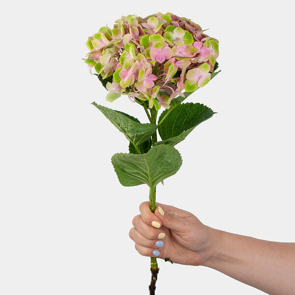 Гортензия розовая