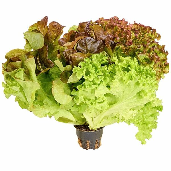 Салат Трио Микс в горшке 1шт