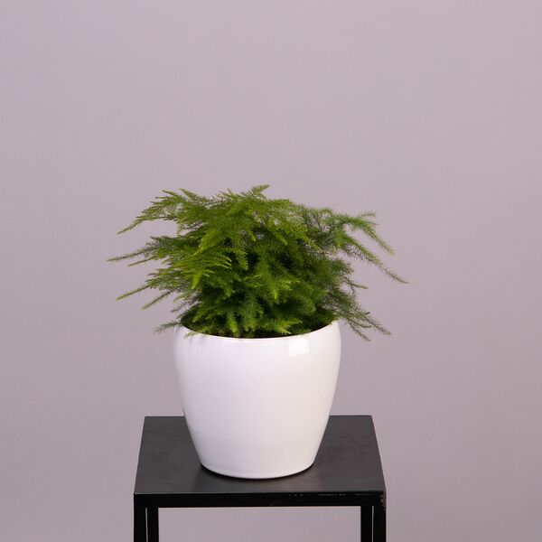 Аспарагус Плюмосус (D-12, Н-30)