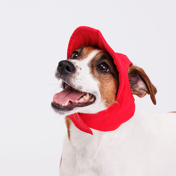 Кепка для собак, M, красная