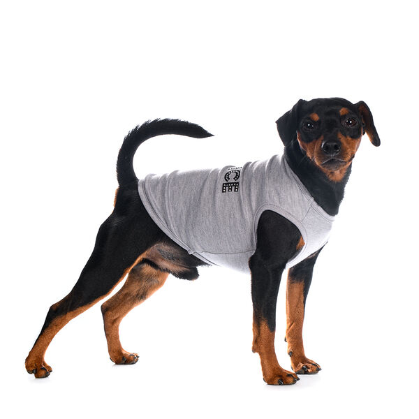Футболка для собак Prince XL серый (унисекс)