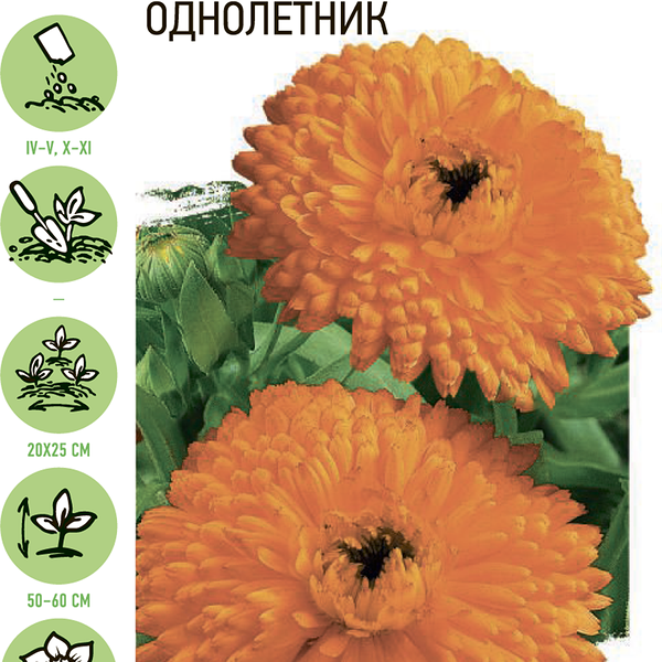 Семена УДАЧНЫЕ СЕМЕНА Календула Элефант Оранж, 0,3г