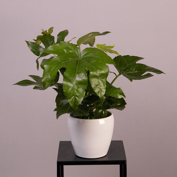 Фатсия Японика (D-17, Н-60)