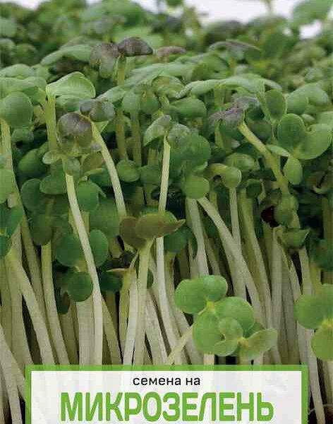 Семена на микрозелень Горчица Сарептская микс Поиск
